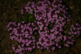 Thymus herba-barona RCP 6-08 101.jpg